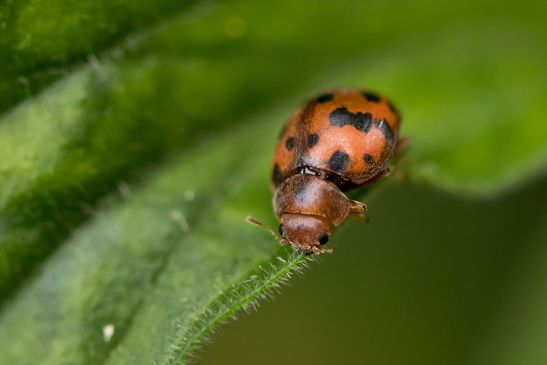 Luzerne - Marienkäfer          Subcoccinella vigintiquatuorpunctata         ( Baden - Württemberg Juni 2024 )