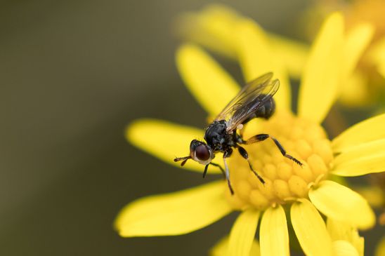 Dickkopffliege      eventuell Thecophora atra          Tschechien   Böhmisches Mittelgebirge  Juli 2025 )