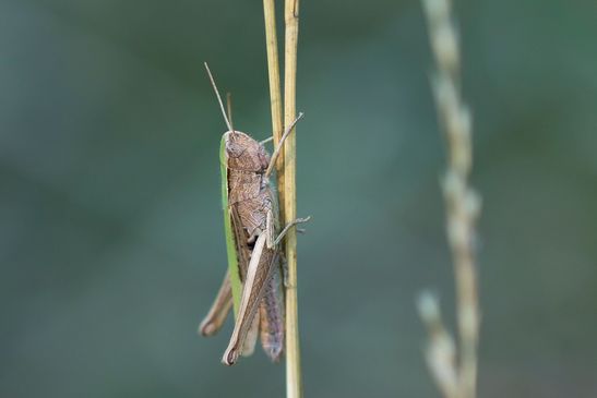 eventuell  Weißrandiger Grashüpfer          Chorthippus albomarginatus            ( Sachsen-Anhalt August 2022 ) 