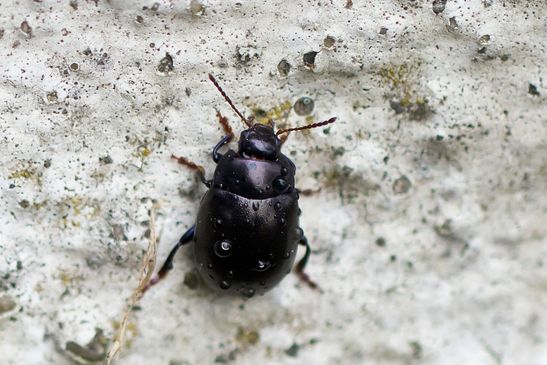 Violetter Gundermann - Blattkäfer          Chrysolina sturmi           ( Brandenburg  Juli 2026 )