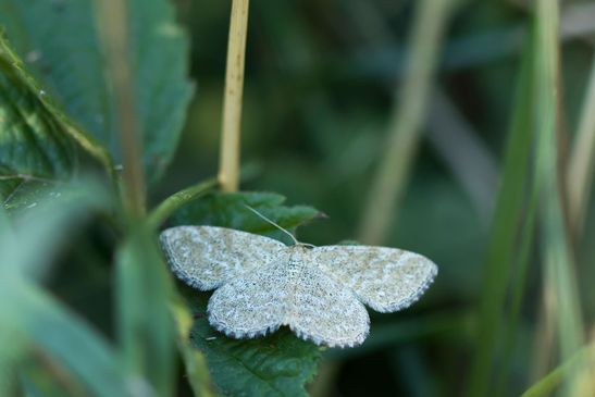 Marmorierter Kleinspanner       Scopula immorata        ( Sachsen-Anhalt August  2022 )       