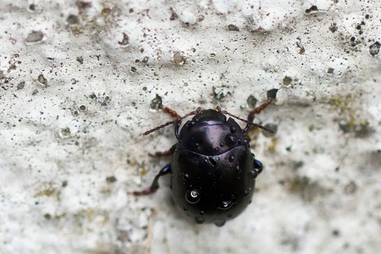 Violetter Gundermann - Blattkäfer          Chrysolina sturmi           ( Brandenburg  Juli 2026 )