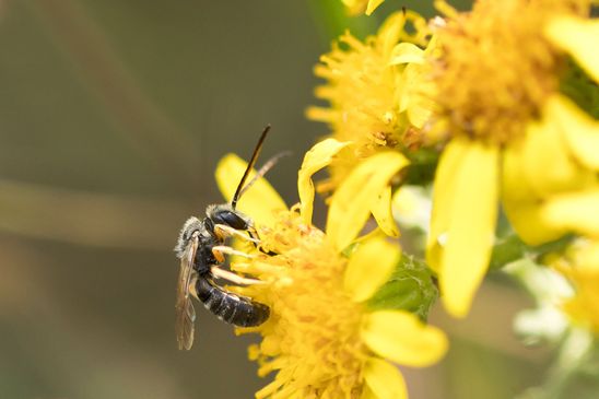 Noch unbestimmt           ( Tschechien    Böhmisches Mittelgebirge   Juli 2025 )
