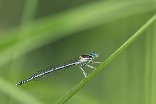 Blaue Federlibelle       Platycnemis pennipes      männlich         ( Baden - Württemberg Juni 2024 )