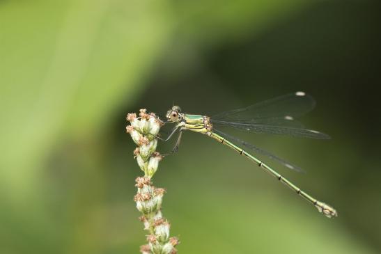 Westliche Weidenjungfer        Chalcolestes viridis       weiblich       ( Sachsen-Anhalt August 2020 )