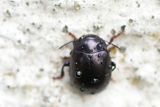 Violetter Gundermann - Blattkäfer          Chrysolina sturmi           ( Brandenburg  Juli 2026 )
