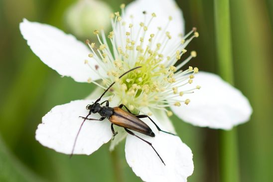 Kleiner Schmalbock        männlich        Stenurella melanura        ( Baden - Württemberg Juni 2024 )