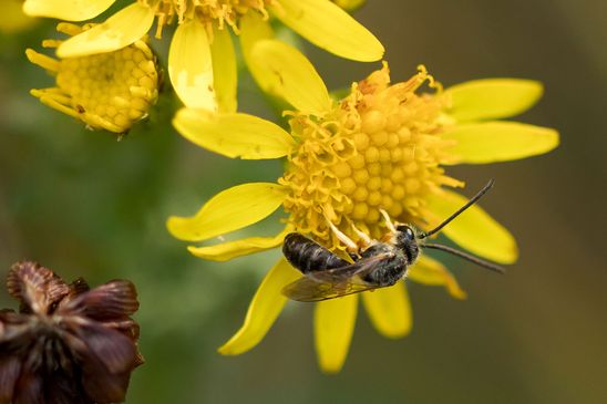 Noch unbestimmt           ( Tschechien    Böhmisches Mittelgebirge   Juli 2025 )