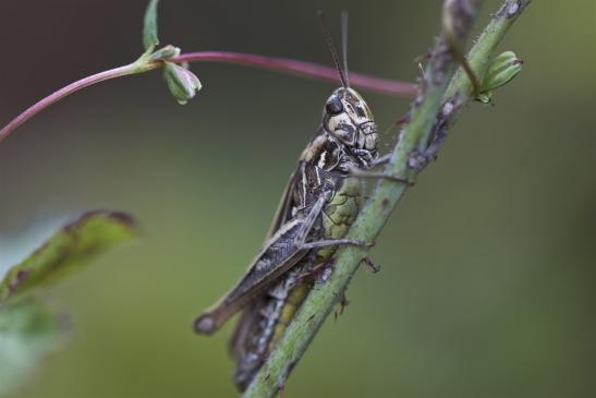 Nachtigall - Grashüpfer      Chorthippus biguttulus     ( Sachsen-Anhalt August 2019 )