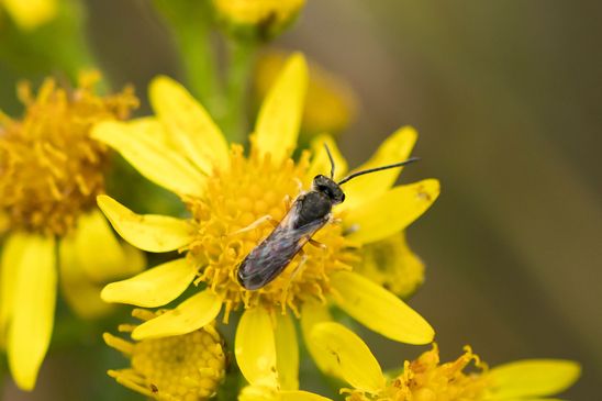 Noch unbestimmt           ( Tschechien    Böhmisches Mittelgebirge   Juli 2025 )
