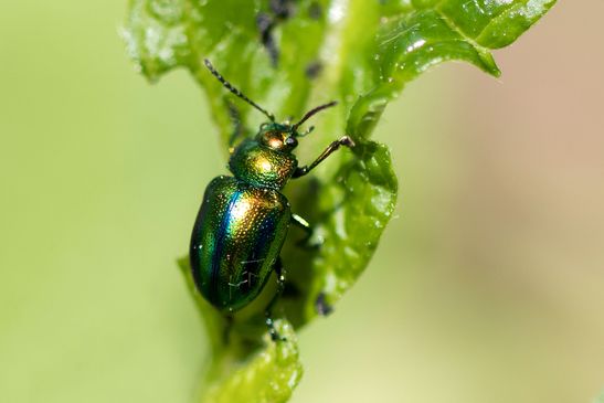 Goldglänzender Blattkäfer       Chrysolina fastuosa           ( Baden - Württemberg Juni 2024 )
