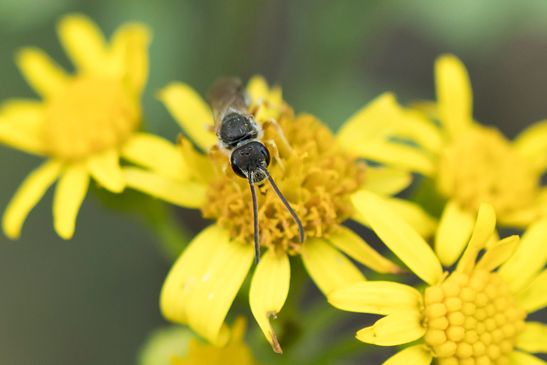 Noch unbestimmt           ( Tschechien    Böhmisches Mittelgebirge   Juli 2025 )