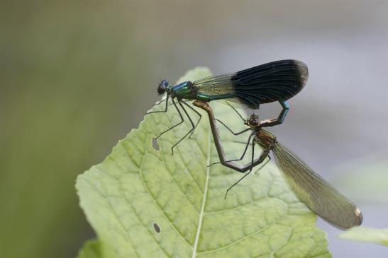 Gebänderte Prachtlibelle    Calopteryx splendens     ( Sachsen-Anhalt September 2019 )