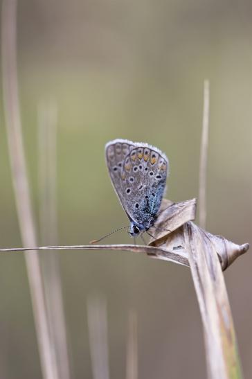 Hauhechel - Bläuling     Polyommatus icarus     männlich      ( Sachsen-Anhalt September 2019 )