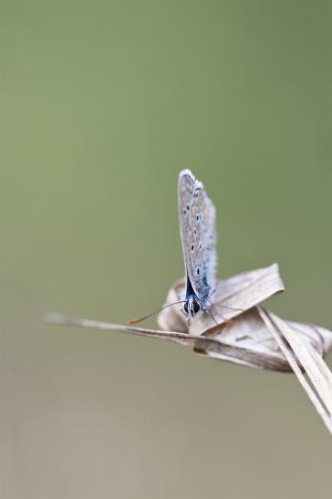 Hauhechel - Bläuling     Polyommatus icarus     männlich      ( Sachsen-Anhalt September 2019 )