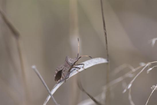 Lederwanze,  Große Randwanze,  Saumwanze     Coreus marginatus     ( Sachsen-Anhalt September 2019 )