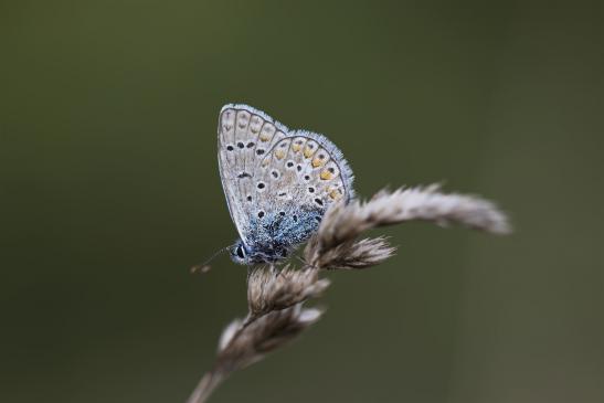 Hauhechel - Bläuling     Polyommatus icarus     männlich      ( Sachsen-Anhalt September 2019 )