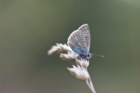 Hauhechel - Bläuling     Polyommatus icarus     männlich      ( Sachsen-Anhalt September 2019 )