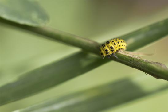 Zweiundzwanzigpunkt     Psyllobora vigintiduopunctata    Larve      ( Sachsen-Anhalt September 2019 )