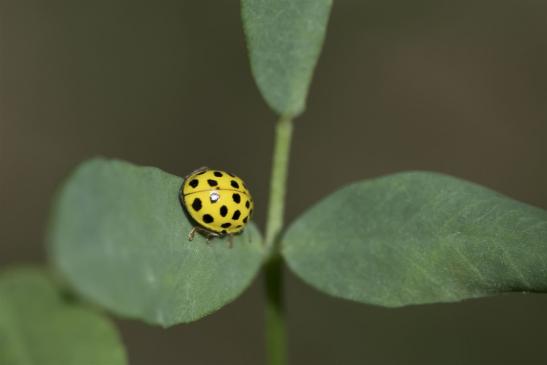 Zweiundzwanzigpunkt     Psyllobora vigintiduopunctata     ( Sachsen-Anhalt September 2019 )