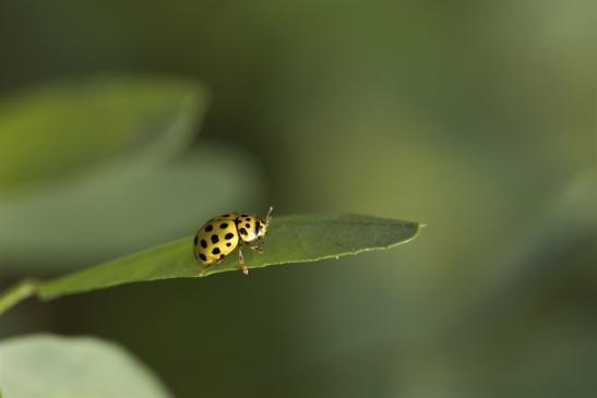 Zweiundzwanzigpunkt     Psyllobora vigintiduopunctata     ( Sachsen-Anhalt September 2019 )