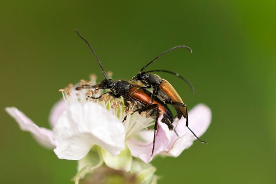 Kleiner Schmalbock        Stenurella melanura       ( Baden - Württemberg Juni 2024 )