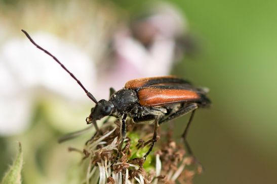 Kleiner Schmalbock        weiblich         Stenurella melanura       ( Baden - Württemberg Juni 2024 )
