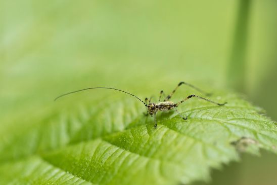 Gemeine Sichelschrecke       Phaneroptera falcata          Nymphe,      ev. auch Phaneroptera nana          ( Baden - Württemberg Juni 2024 )