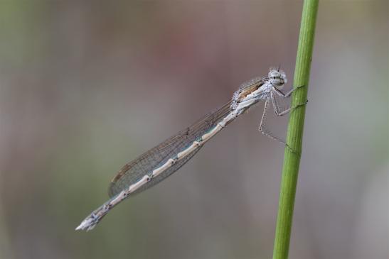 Gemeine Winterlibelle     Sympecma fusca, Weibchen     ( Sachsen-Anhalt September 2019 )