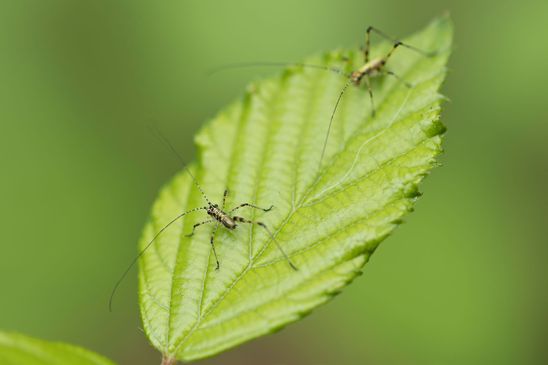 Gemeine Sichelschrecke       Phaneroptera falcata          Nymphe        ev. auch Phaneroptera nana             ( Baden - Württemberg Juni 2024 )