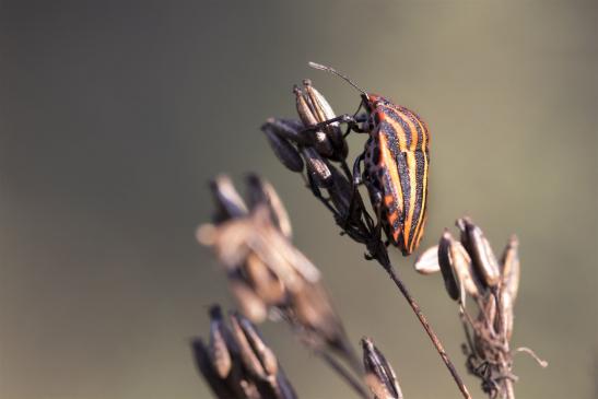 Streifenwanze     Graphosoma lineatum      ( Sachsen-Anhalt September 2019 )