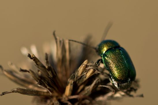 ev. Smaragd - Fallkäfer      Cryptocephalus aureolus          ( Tschechien  Böhmisches Mittelgebirge Juli 2025 ) 