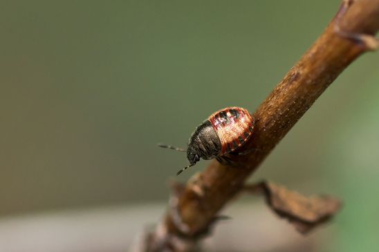Baumwanze     Peribalus strictus vernalis      Larve             ( Sachsen-Anhalt September 2020 )