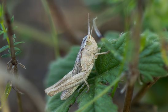 Nymphe noch unbestimmt         (  Tschechien  Böhmisches Mittelgebirge  Juli  2025  )