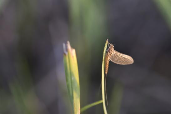 Eintagsfliege     Rhithrogena semicolorata       ( Sachsen-Anhalt September 2019 )