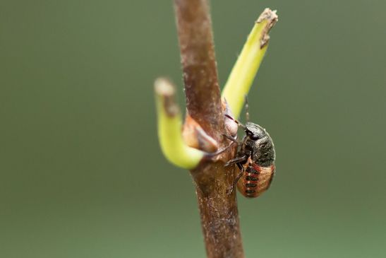  Baumwanze     Peribalus strictus vernalis    Larve             ( Sachsen-Anhalt September 2020 )