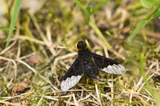   Zickzacklinien- Trauerschweber      Hemipenthes morio       ( Baden - Württemberg  Juni 2024 )   