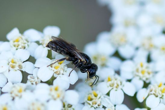 vermutlich eine  Maskenbiene     Hylaeus sp.     ( Brandenburg  Juli  2025 )