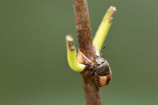 Baumwanze     Peribalus strictus vernalis       Larve             ( Sachsen-Anhalt September 2020 )
