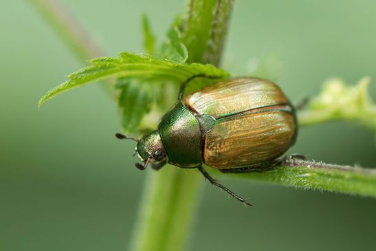 Kleiner Julikäfer        Anomala dubia         ( Baden - Württemberg Juni 2024 )