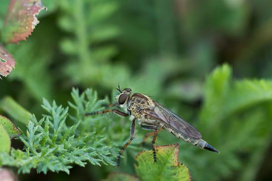 noch unbestimmt        Raubfliege          vermutlich    Burschen - Raubfliege        ( Brandenburg  Juli 2025 )