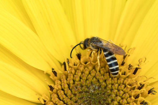 Furchenbiene   Halictus sp.          noch nicht genaubestimmt         ( Brandenburg Juli 2025 )