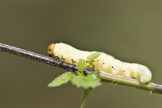 Larve der Gemeinen Kiefernbuschhornblattwespe       Diprion pini       ( Sachsen - Anhalt  September  2020 )