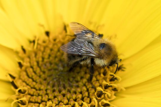 Noch unbestimmt         ( Brandenburg Juli 2025 )