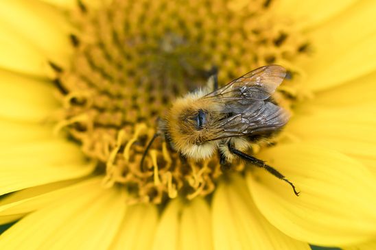 Noch unbestimmt         ( Brandenburg Juli 2025 )