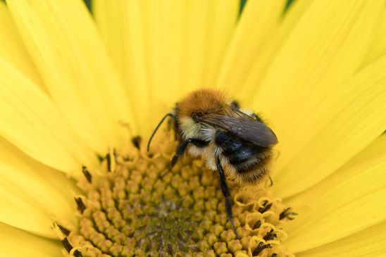 Noch unbestimmt         ( Brandenburg Juli 2025 )
