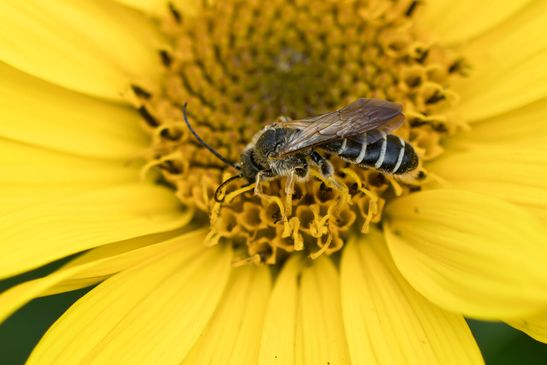 Furchenbiene   Halictus sp.          noch nicht genaubestimmt         ( Brandenburg Juli 2025 )