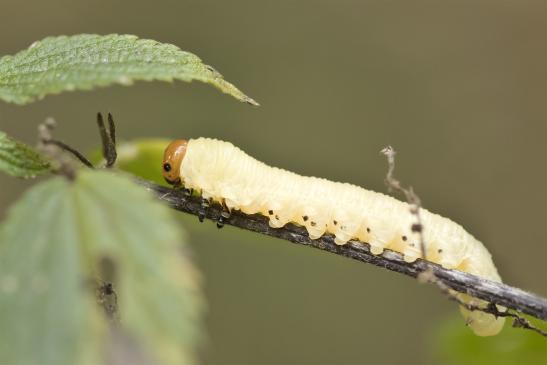 Larve der Gemeinen Kiefernbuschhornblattwespe       Diprion pini       ( Sachsen - Anhalt  September  2020 )