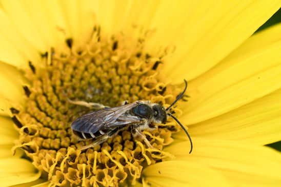 Furchenbiene   Halictus sp.          noch nicht genaubestimmt         ( Brandenburg Juli 2025 )