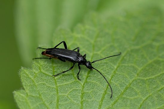Schwarzer Schmalbock        Stenurella nigra         ( Baden - Württemberg Juni 2024 )